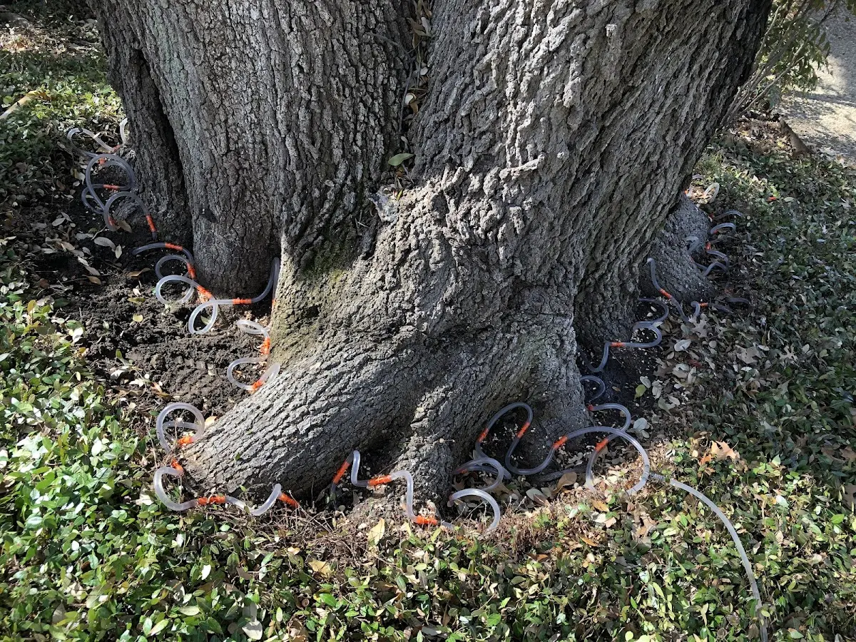 Detailed Tree Cabling and Bracing job site in Hiawassee