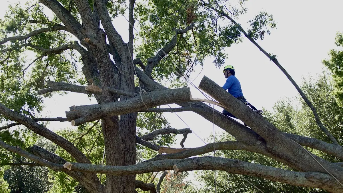 Professional Crown Thinning performed by certified arborists in Hiawassee