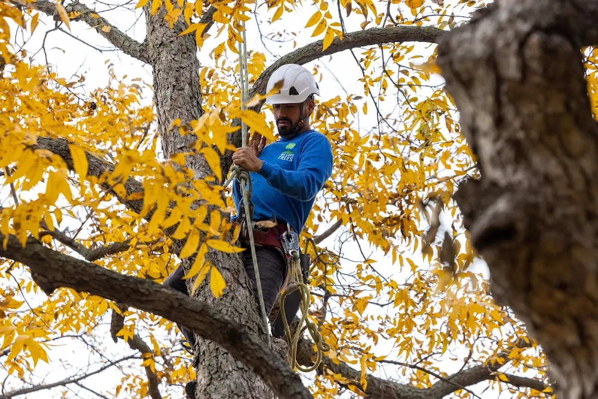 Skilled Tree Trimming crew working in Hiawassee