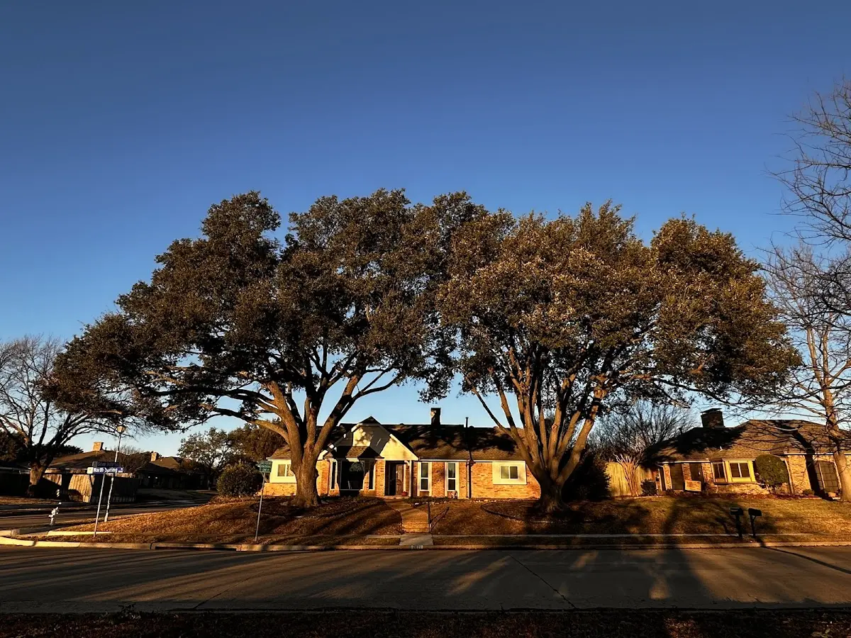 Established residential canopy tree shading a home in Hiawassee